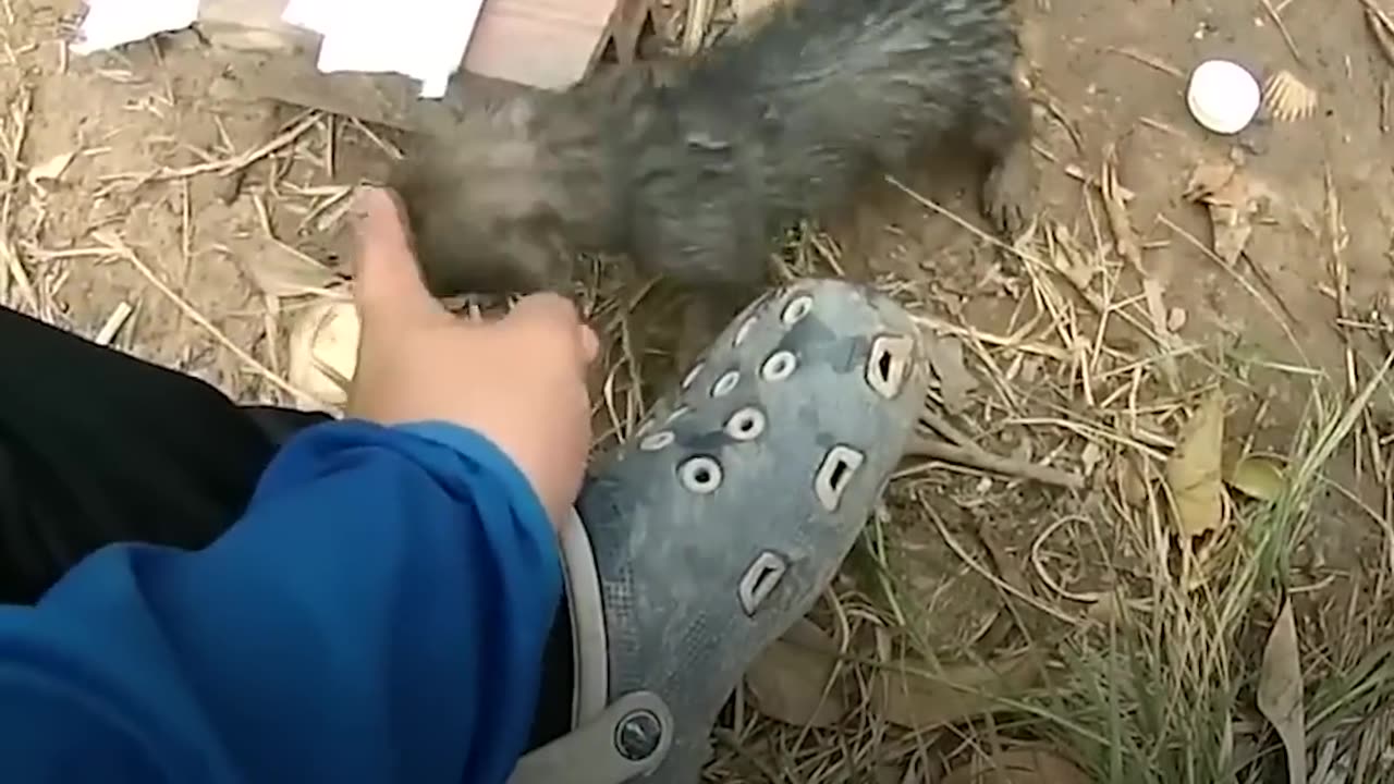 Man Gives Drowning Puppy CPR | The Dodo