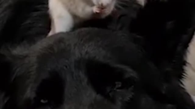 Rat and dog best friendship #short video