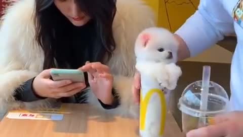 🐕_Cute_and_Funny_Dogs_