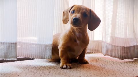 My dog cute movement