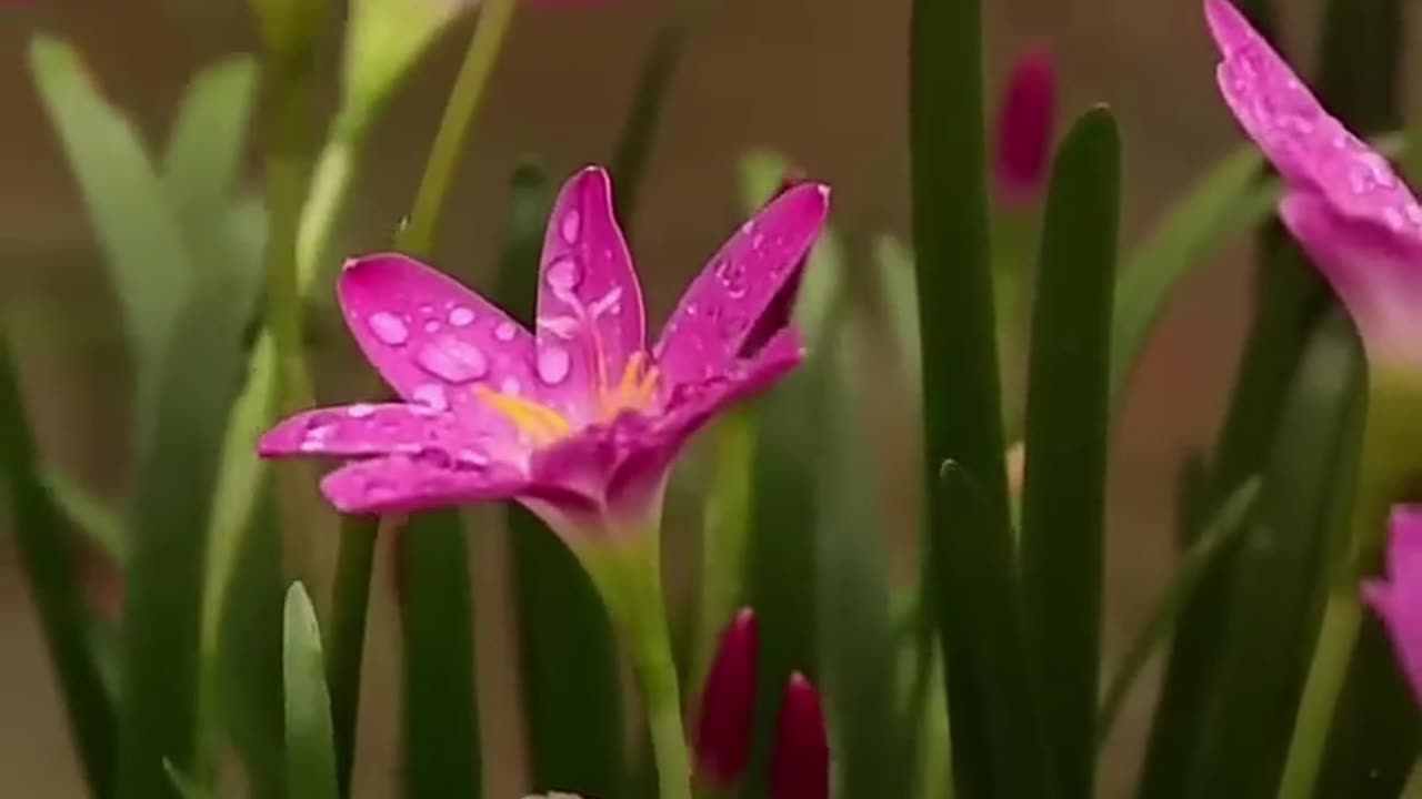 Flower ...tatus.mp4