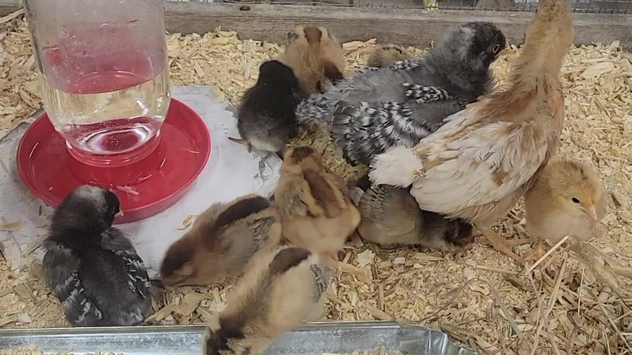 New chicks on the farm