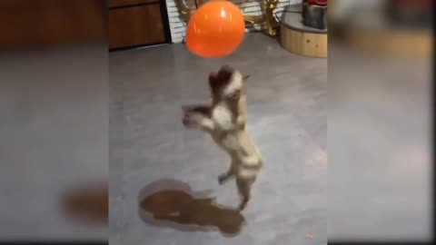 Cute little dog playing with balloon