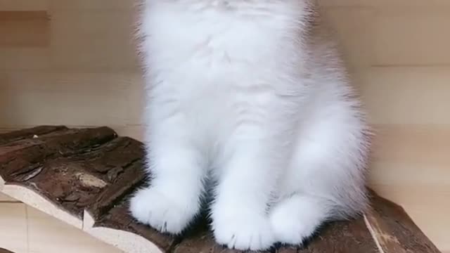 OMG So Cute Cats ♥ Best Funny Cat ❤️🐈Videos 2021 #shorts