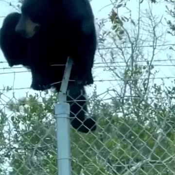 The bear crosses the border between Poland and Belarus