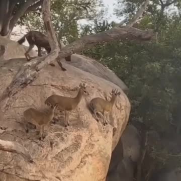 Bulf deer hunting in the forest #amaimals_Nuture