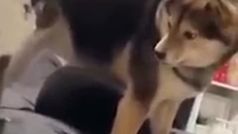 Funny Animals