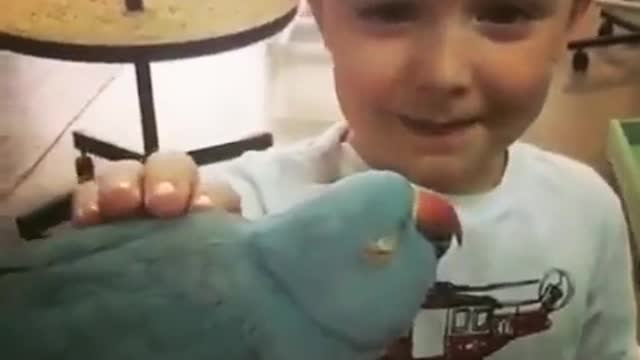 Blue parrot biting kid