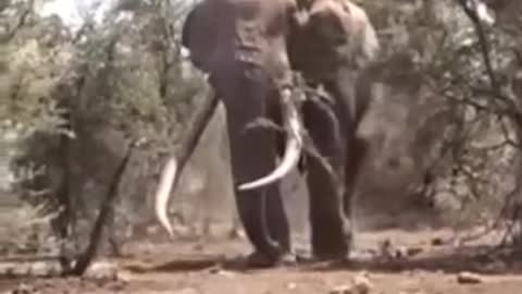 The Largest Elephant in the world weighing 8000 kg in Tanzania #shorts #subscribe#elephant #largest