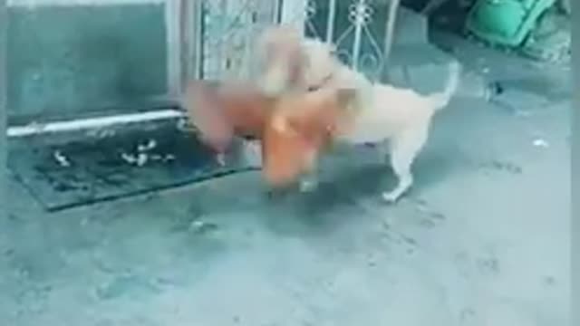 Funny Chicken VS Funny Dog Fight - Funny Dog Fight Videos