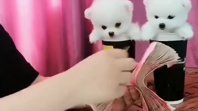 counting money