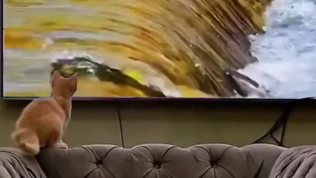 Smart Cat attack fish .....