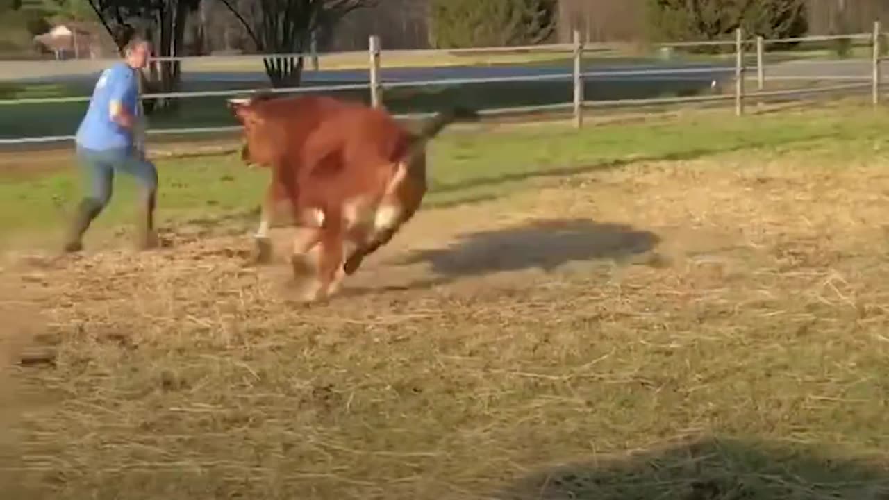 Rescue Cow Acts Like a Big Puppy - FINN the House Cow | The Dodo