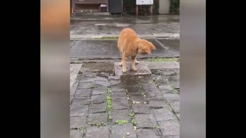 Animales graciosos