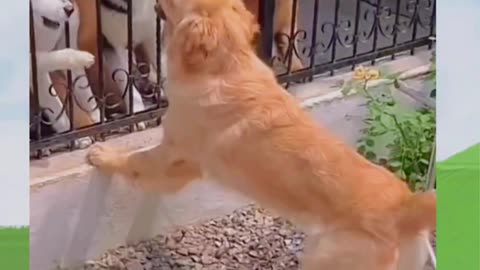 "Paws & Claws: The Ultimate Pet Comedy Showdown! 🐾😹🐶 #shorts #pets #cats #puppy #dog