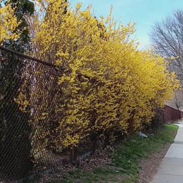 Forsythia shrub