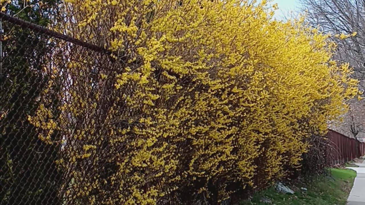 Forsythia shrub