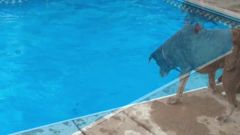 Dog dives deep for his favorite toy