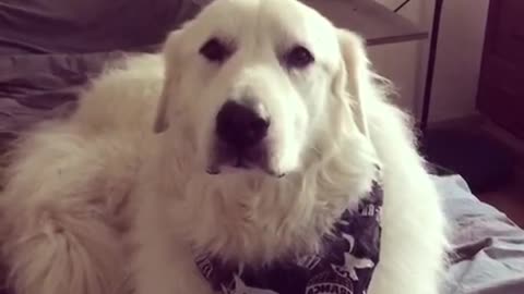 Dog Discusses Life with His People