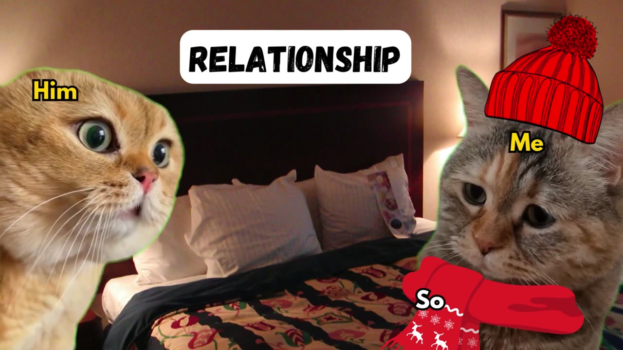 Cat Relationship