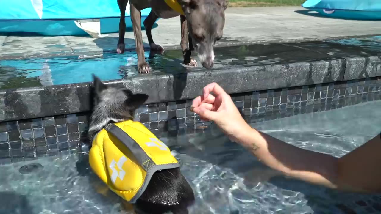 Teaching My Dogs How To Swim