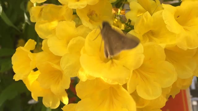 Beautiful flowers attract butterflies in Asia.