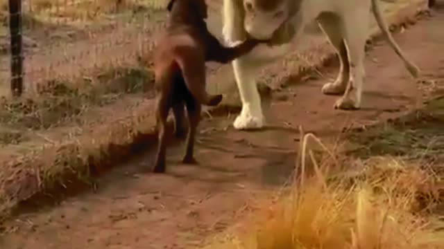 When a lion meets a dog, do you think the result is...