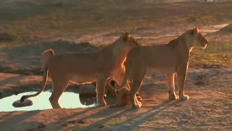 Lion Cubs Video