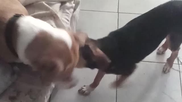 Dogs biting or kissing each other