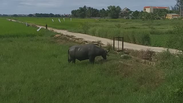 This buffalo seems sleepy, yes