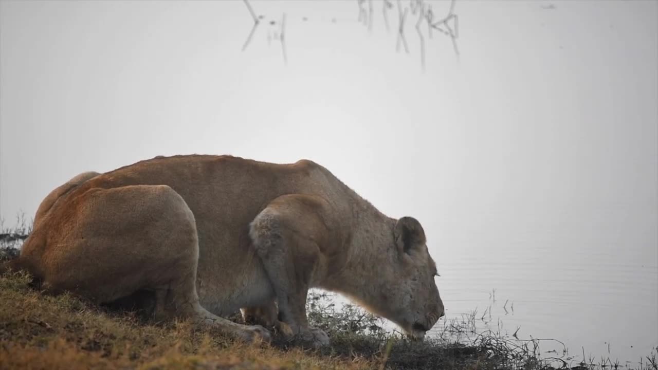 Tribute to a Lambile Male Lion | A Loyal Brother to the End