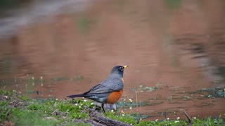 magic water lake attract birds around area for tasty water