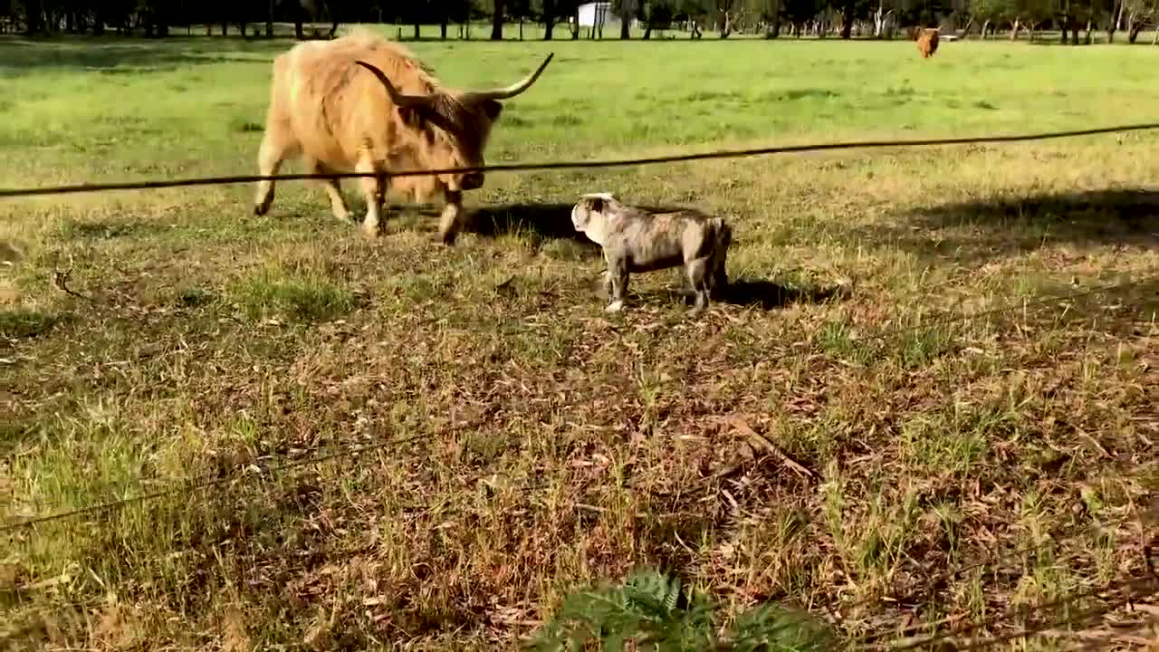 BULLDOG PUP VS HIGHLAND CATTLE