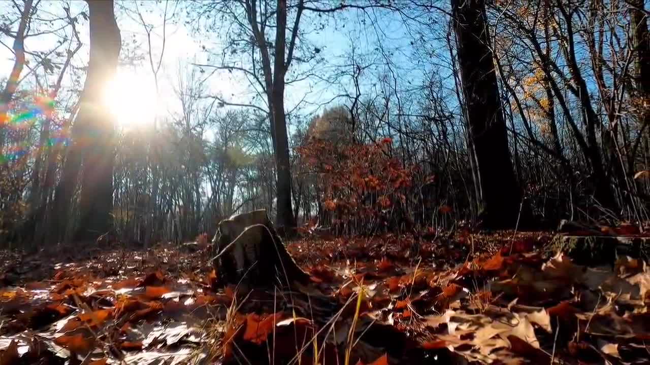 Beautiful mangroves