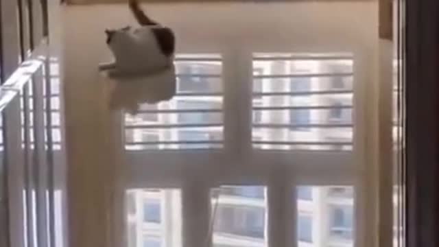 cute cat loves to play with tail