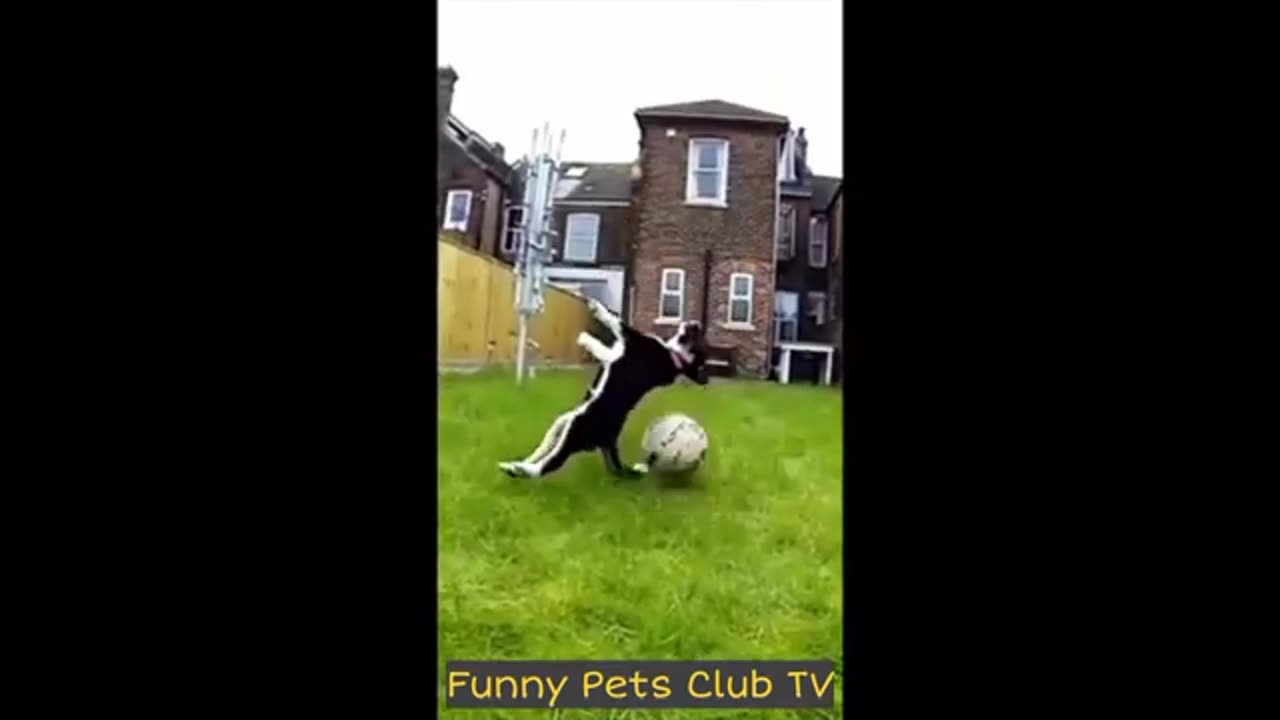 Funniest CATS and DOGS 2024 Videos😹🐶 Best Funny Animal Videos😅