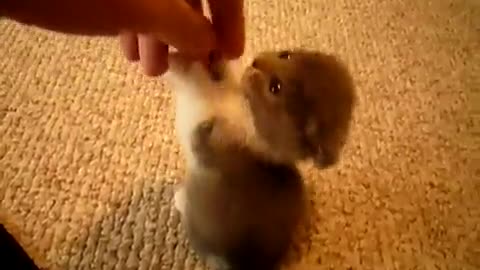 Brutal kitten