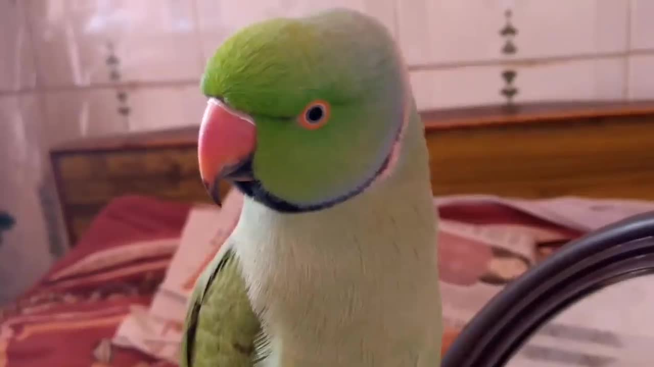 Parrot_talk_everything.(720p)