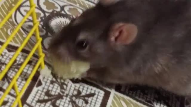 Rat steals food😂