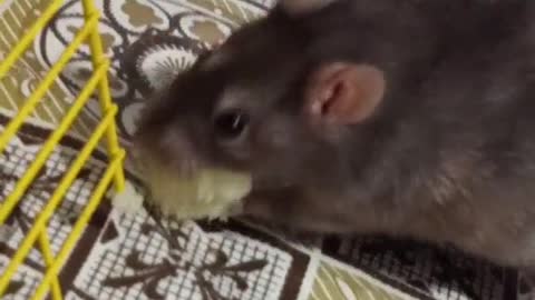 Rat steals food😂