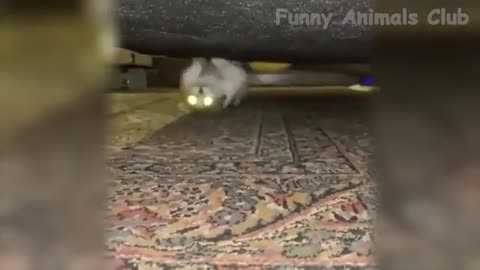 Funny Cat Videos That Will Smile You Laugh All Day Long 😂😹