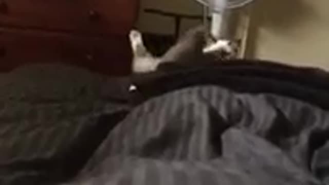 White cat licking bed backflip