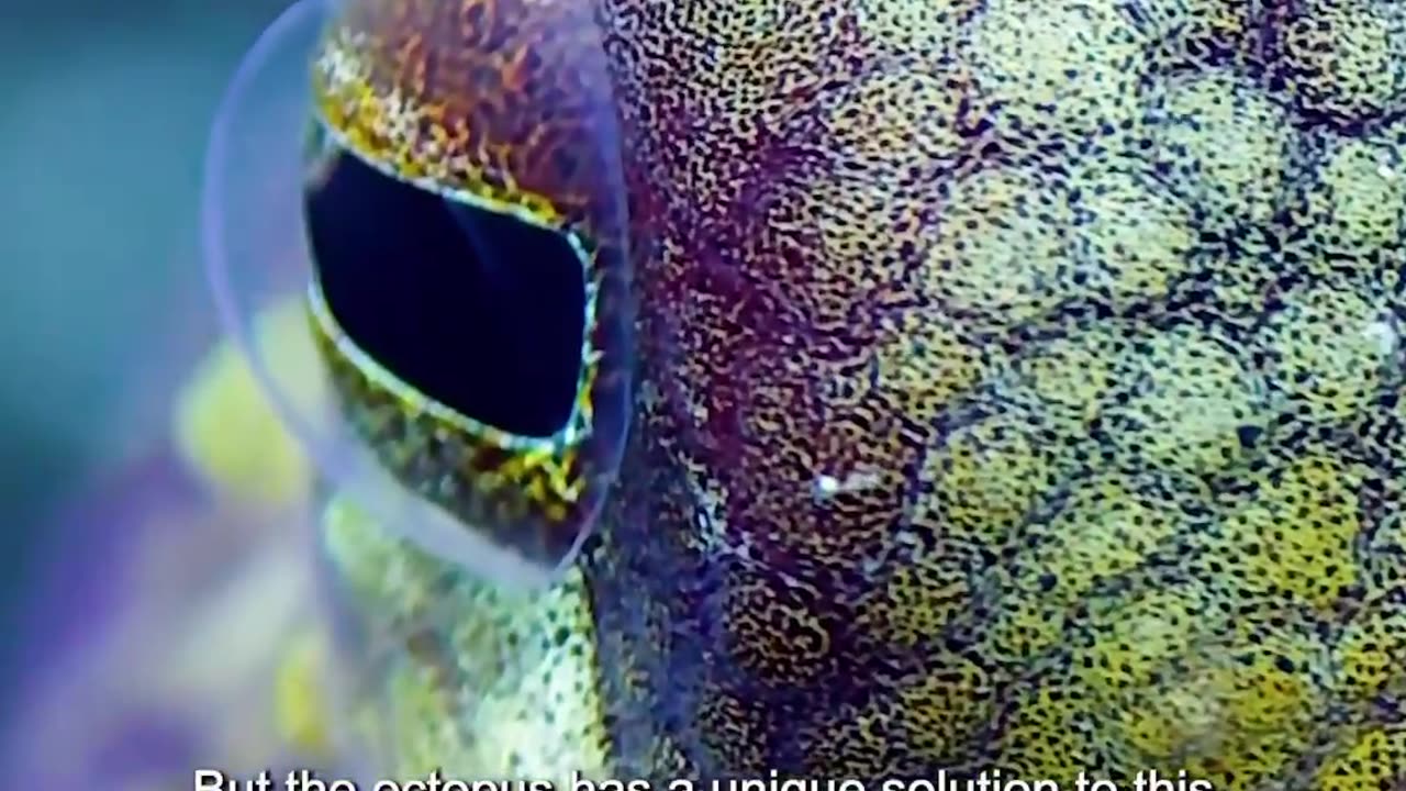 The Veined Octopus