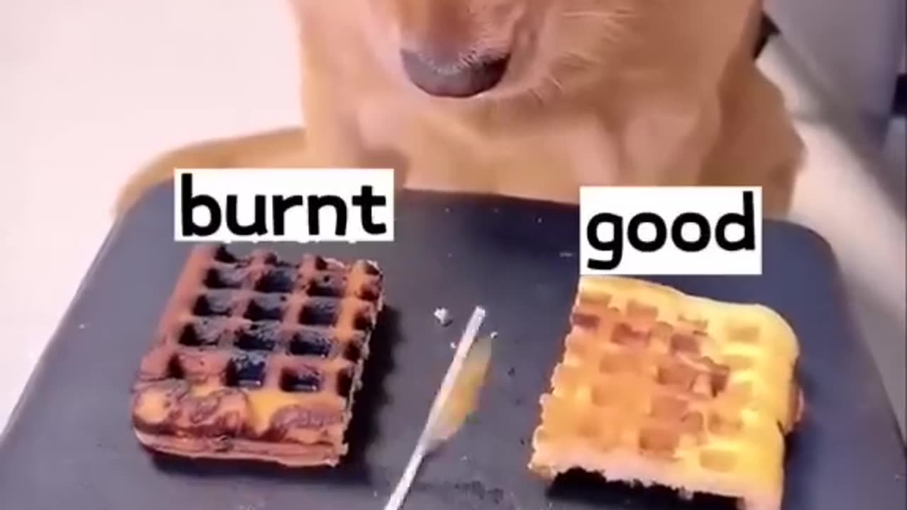 Funny Dog 🐕