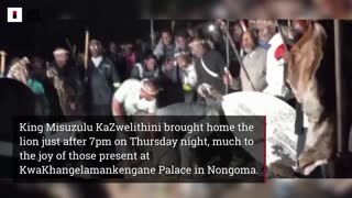 WATCH: King Misuzulu in lion hunt ahead of entering kraal ritual this weekend