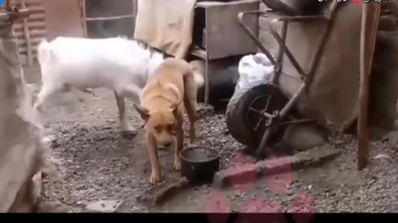 A goat attacks a dog