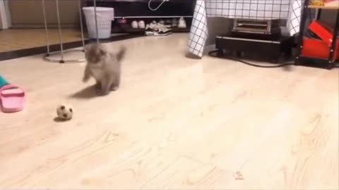by Cats - Cute and Funny Cat Videos Compilation #38 _ Aww Animals
