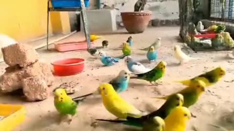 Austalian parrots breeding tips in urdu - Budgies Breeding progress - Breeding Tips for budgies_p7