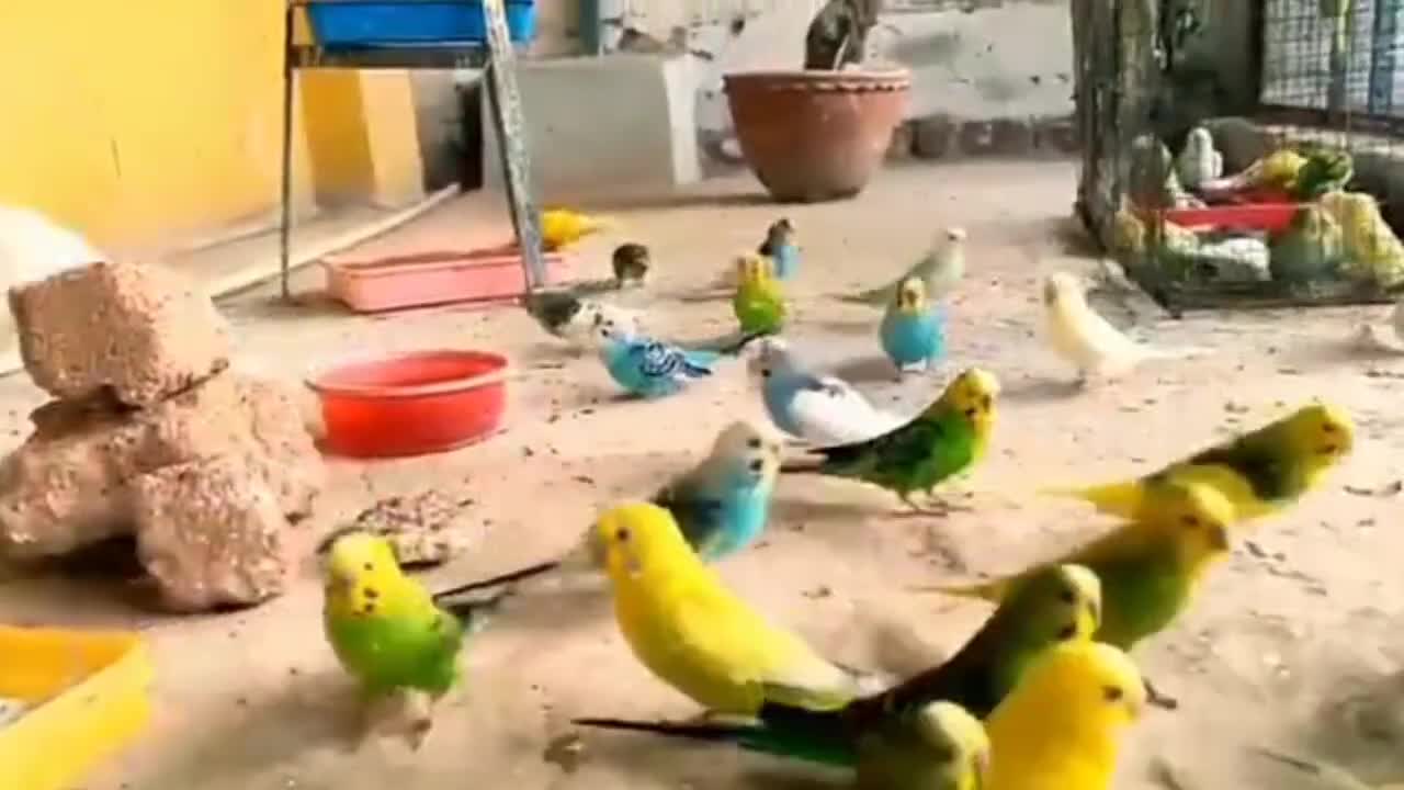Austalian parrots breeding tips in urdu - Budgies Breeding progress - Breeding Tips for budgies_p7