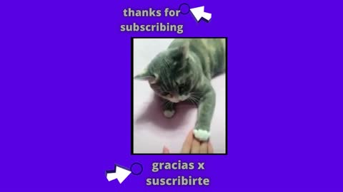tierno gatito